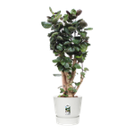 greenville round 40cm white